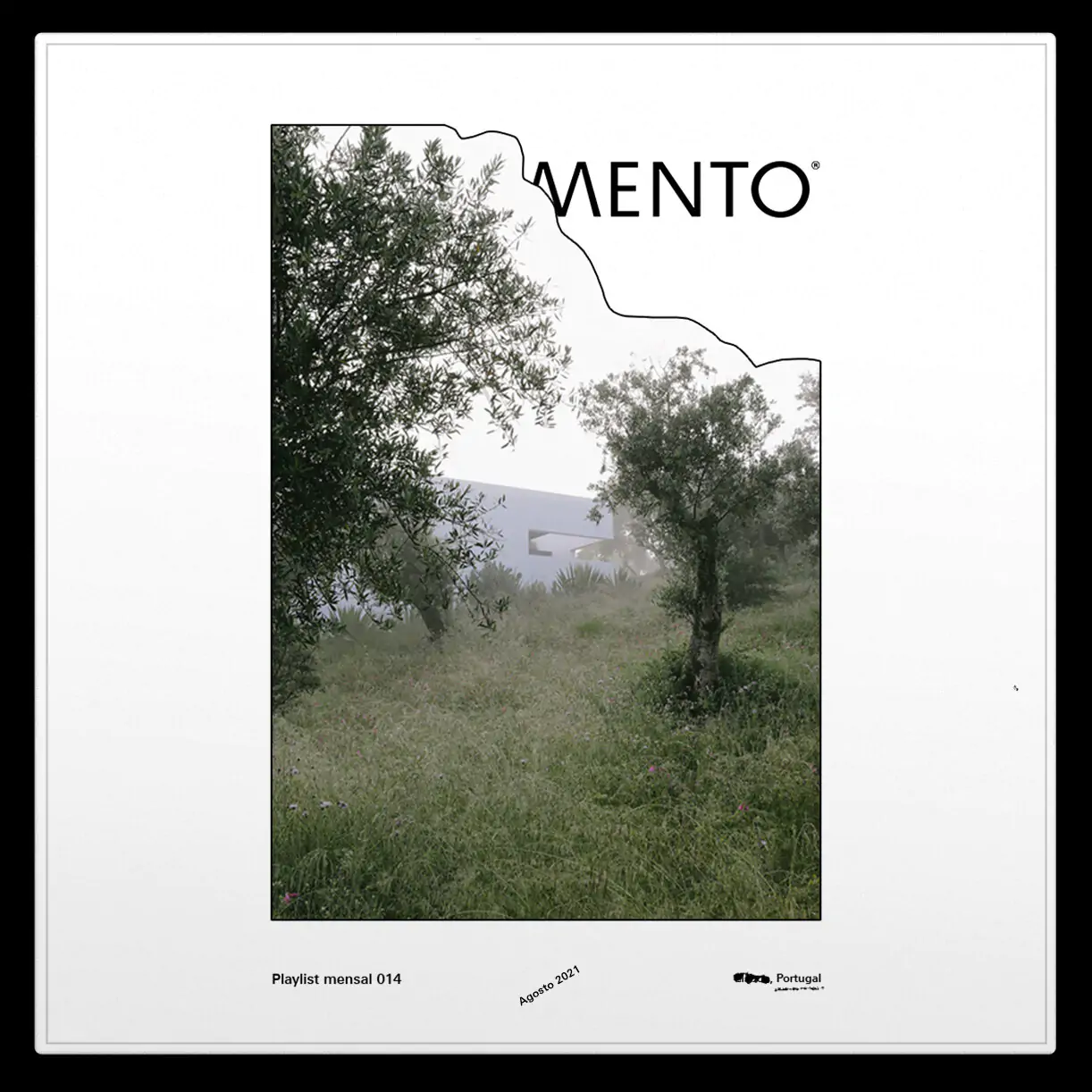 A foggy landscape featuring an olive tree and lush grass.