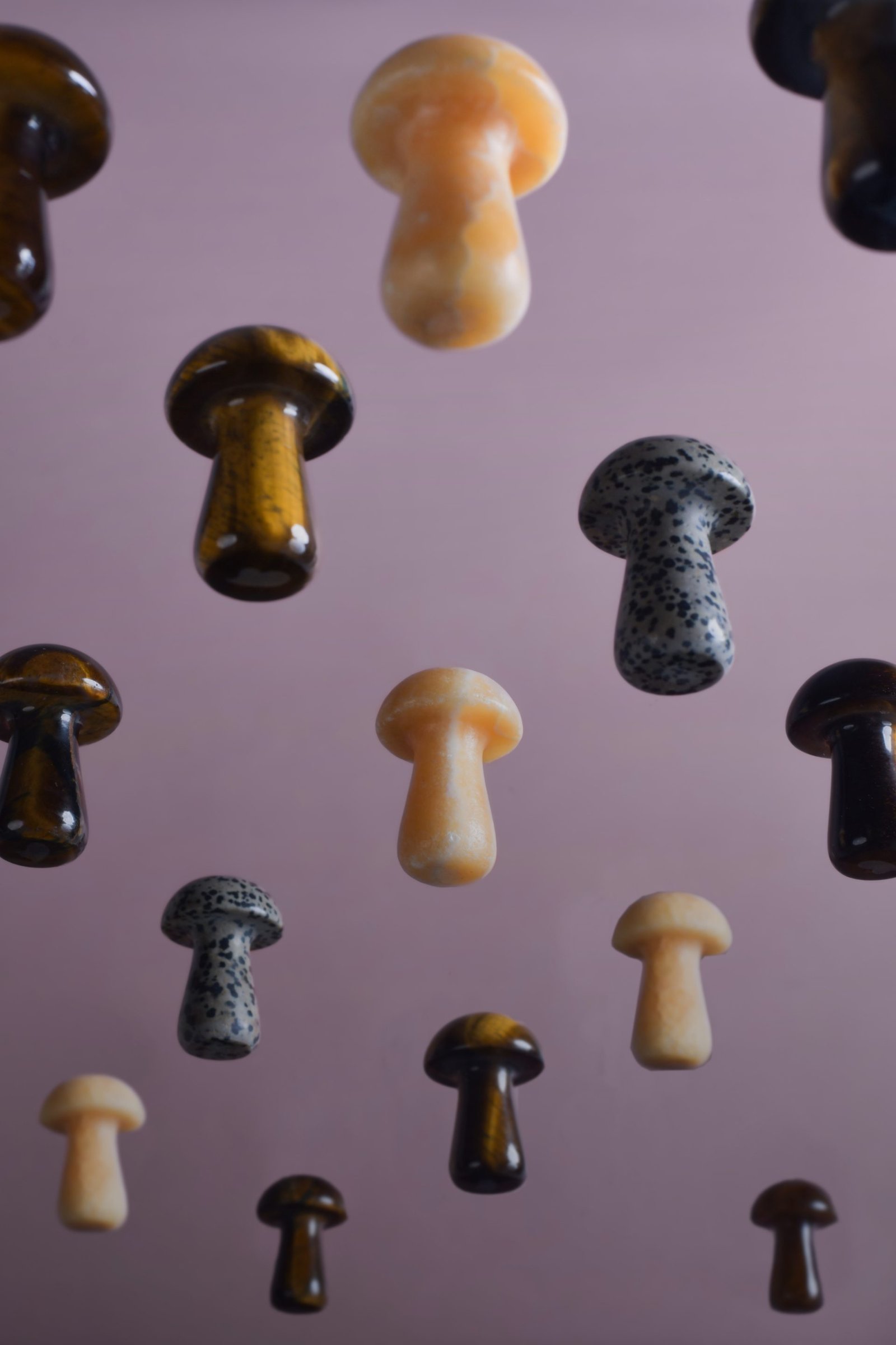 Herbar gua-shrooms from below
