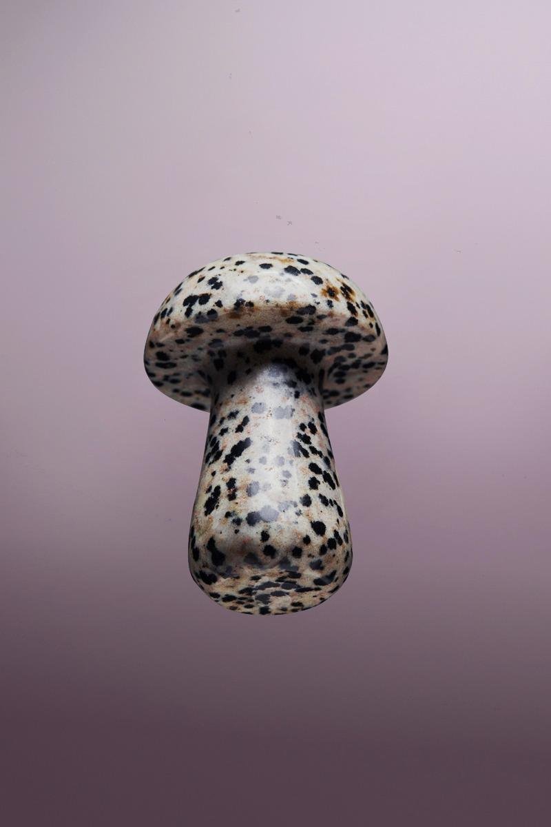 Herbar Gua-Shroom Dalmatian from below